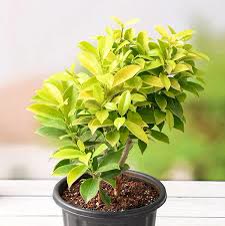 Panda Ficus (Variegated)