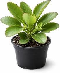 Patharchatta Plant