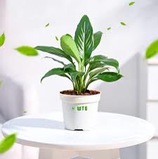 Peace Lily