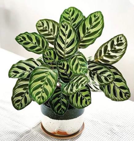 Peacock Plant