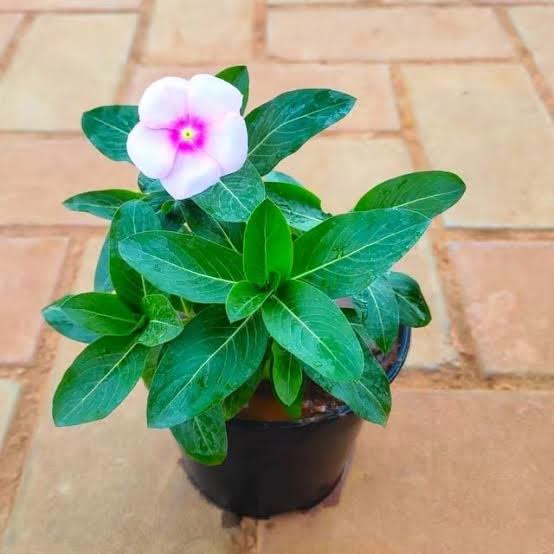 Periwinkle (Sadabahar)
