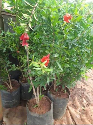 Pomegranate Plant (Bhagwa)