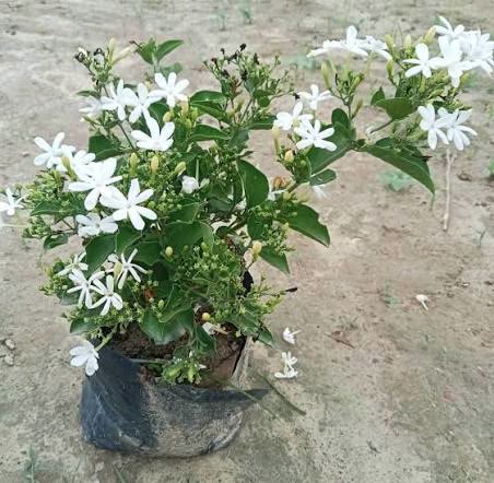 Ranjai (White Jasmine)