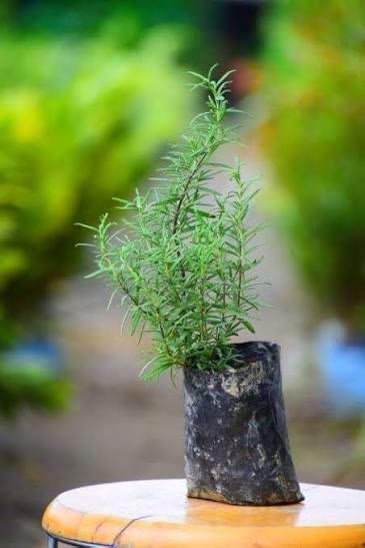 Rosemary Plant