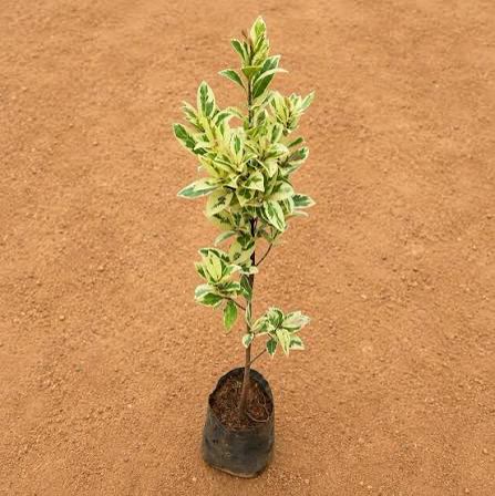 Safari Ficus