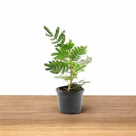 Shami Plant