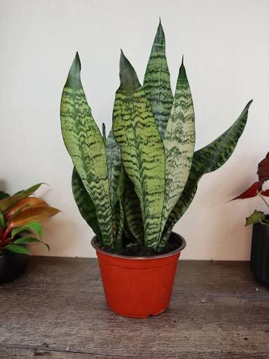 Snake Plant Futura Superba