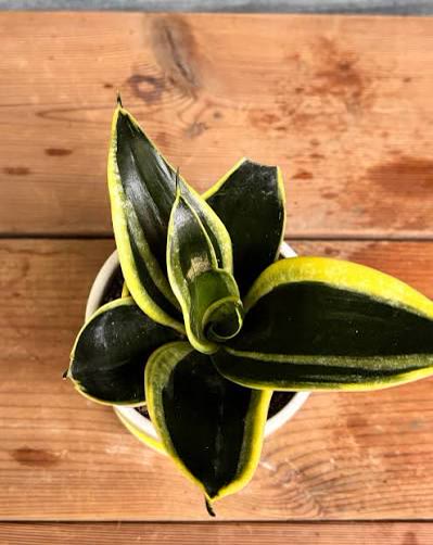 Snake Plant Golden Hahnii