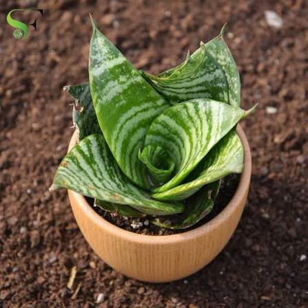 Snake Plant Laurentii