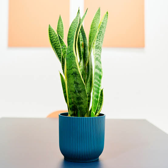 Snake Plant (Sansevieria)