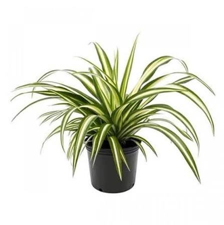 Spider Plant