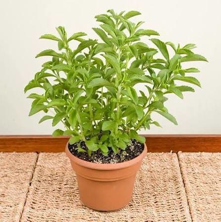 Stevia Plant