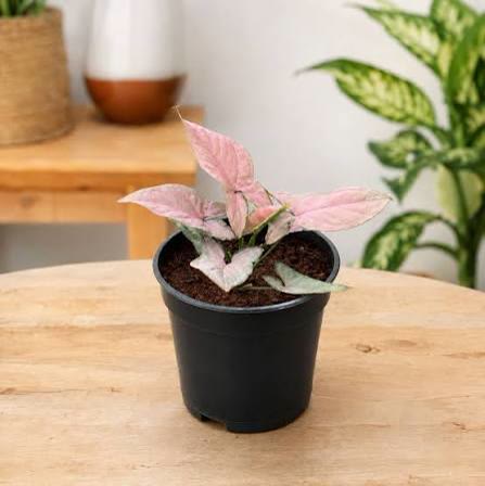 Syngonium (Arrowhead Plant)