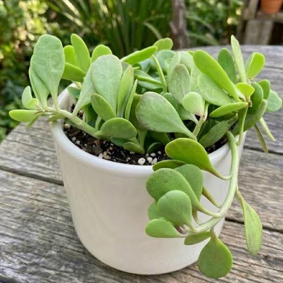 Trailing Jade
