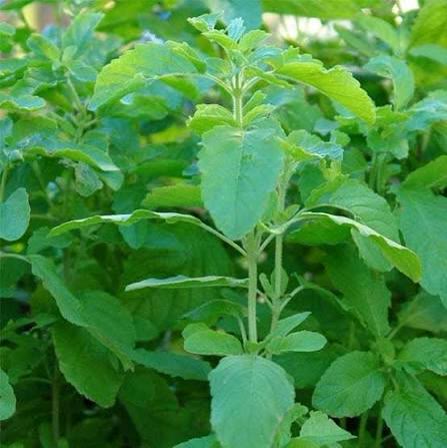 Tulsi (Holy Basil)