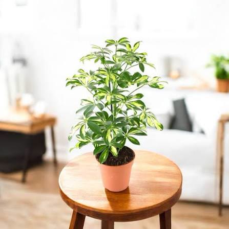 Umbrella Plant