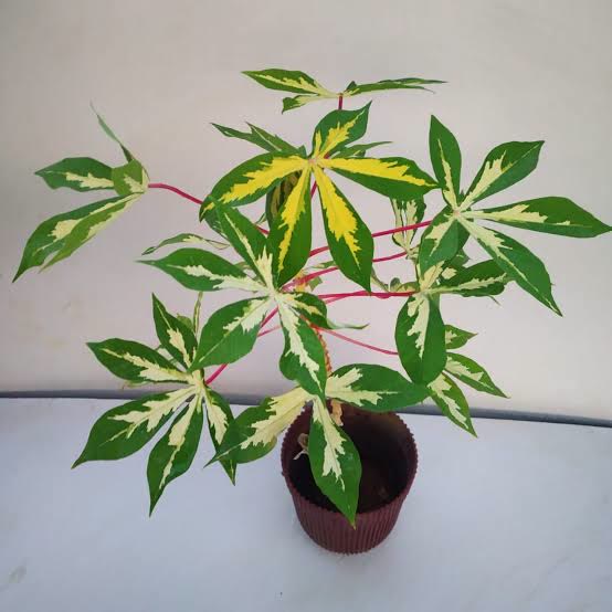 Variegated Cassava