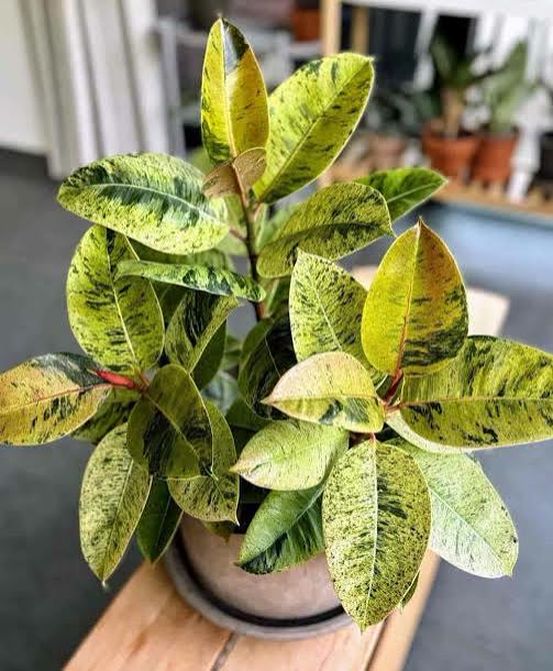 Variegated Rubber Plant