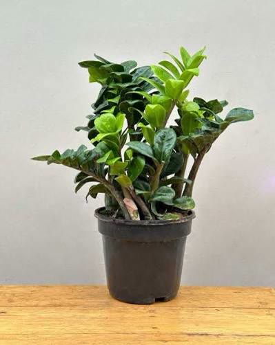 ZZ Plant (Zamioculcas)